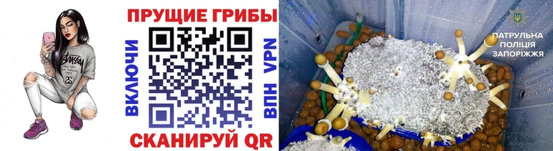 Купить где  Ахтубинск  Псилоцибиновые грибы Psilocybe 